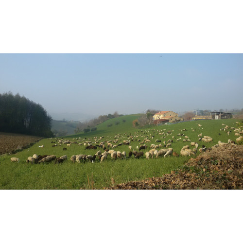 Fattoria Biologica Recchi 2