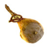 Prosciutto cinghiato