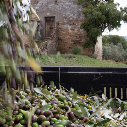 Tenuta 100 Torri 2