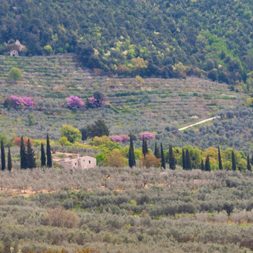 Società Agricola Mascio