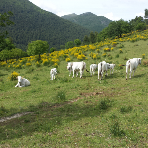 Azienda Agricola Biologica Antonio Bachetoni 1