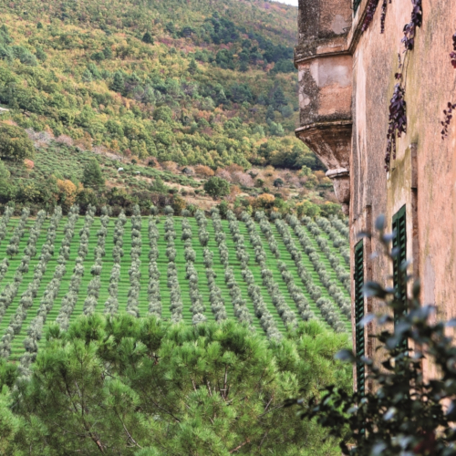 Azienda Agricola Biologica Antonio Bachetoni 2
