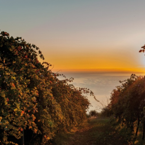 Azienda Biologica Terra Fageto 1