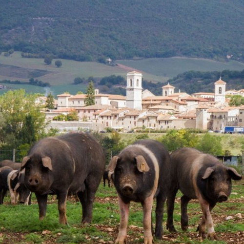 Macelleria Norcineria Il Casale de Li Tappi