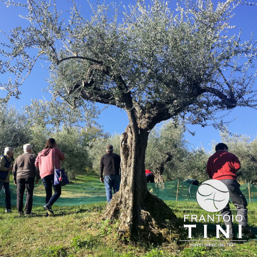 Frantoio Tini 5