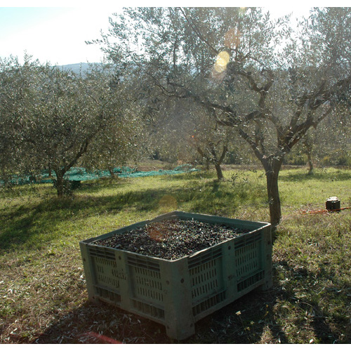 Azienda Agricola Biologica Monaco 1