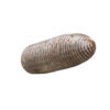 Lonza