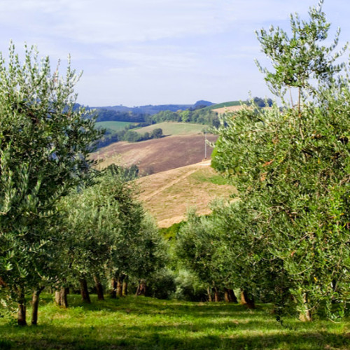 Conventino Monteciccardo 1