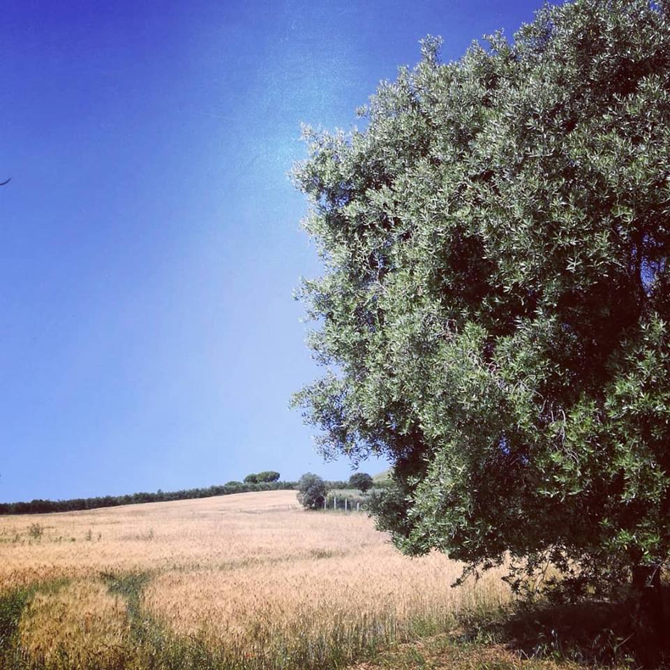 Selva Giurata 4