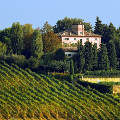 Marotti Campi 0
