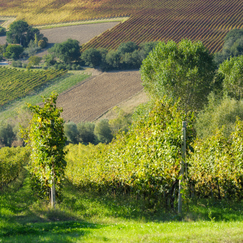 Marotti Campi 3