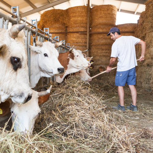 Azienda Agricola Bartoccioni Gian Palma 4