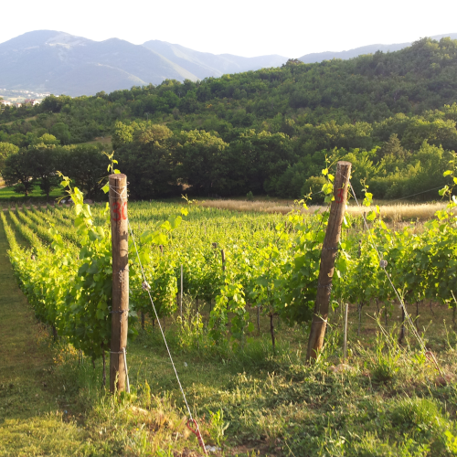 Cantina Castelsimoni 4