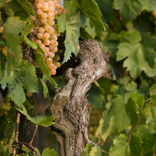 Tenuta Piano di Rustano 2