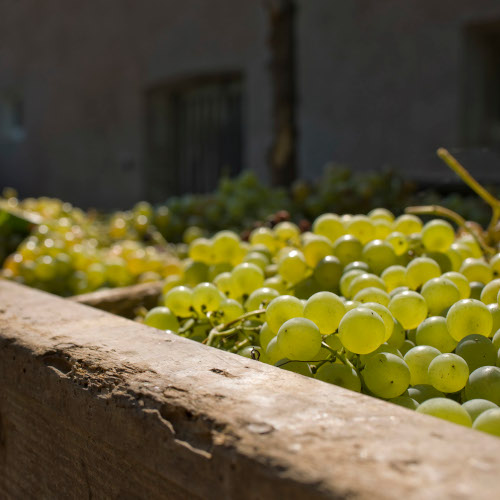 Tenuta Piano di Rustano 4