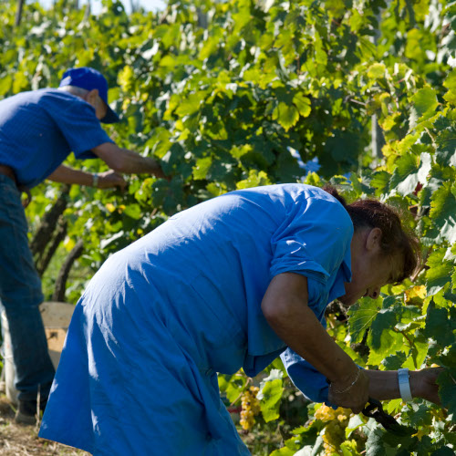 Tenuta Piano di Rustano 3