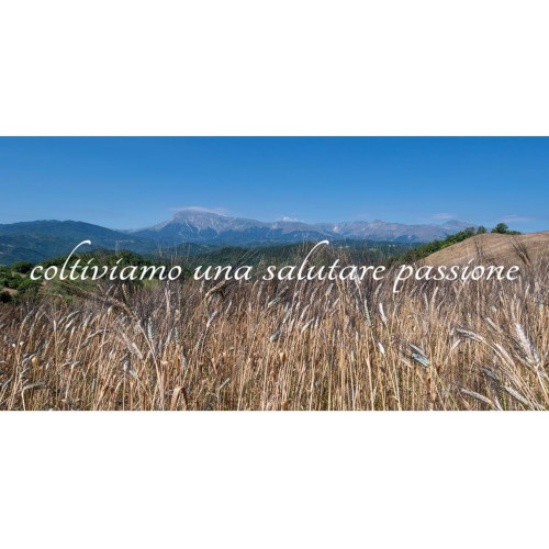 Terre Alte Picene 3